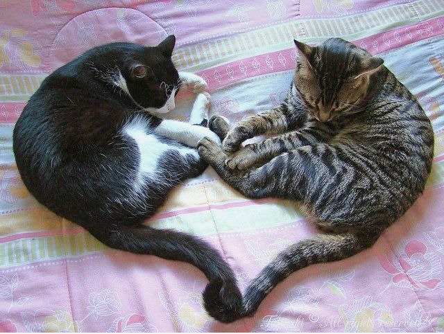 Cat Herzchen