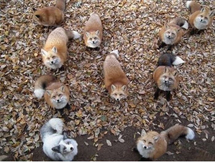 Übereinkommen vom Firefox