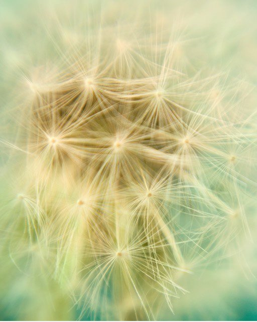 A Wish im Makromodus