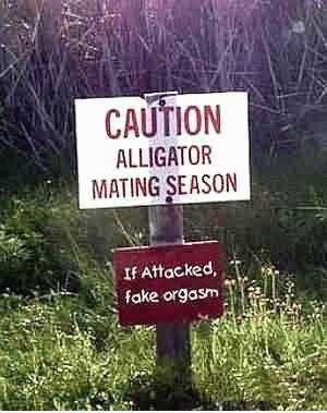 Alligator Paarungszeit