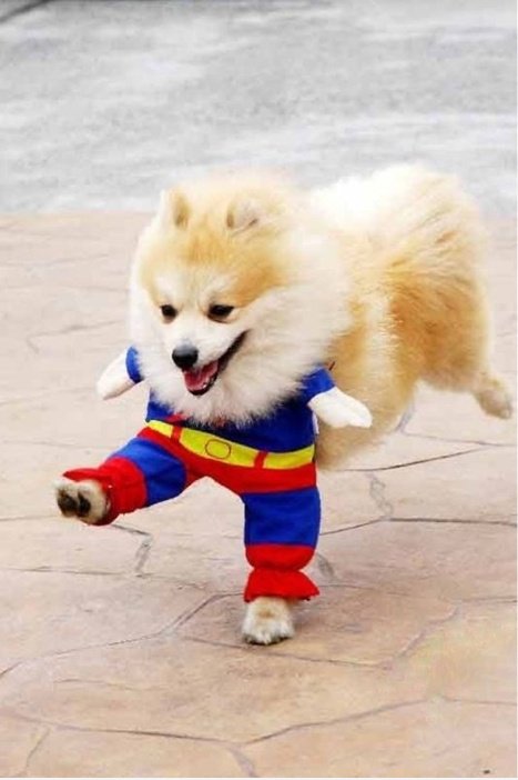 Superman! Jetzt in Canine Formular!