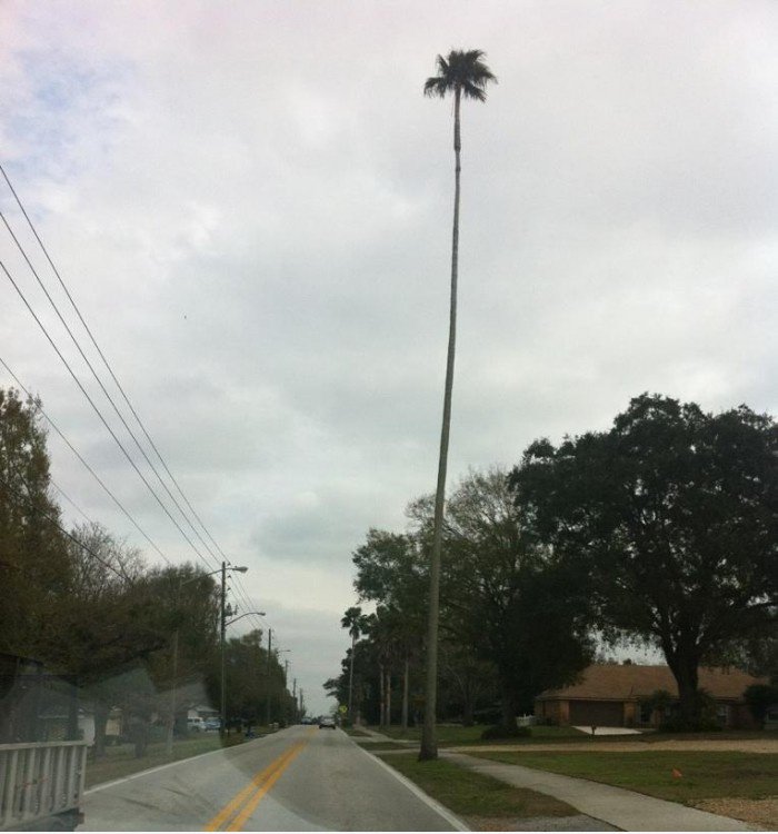 Dieser Baum ist absurd