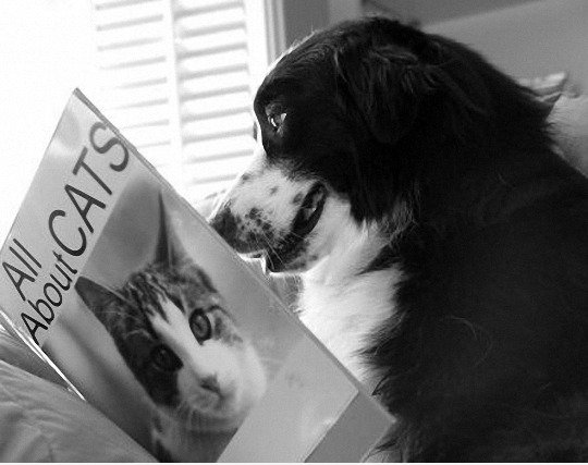 Ein guter Hund