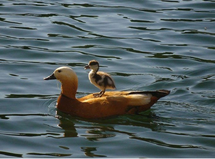 DUCK & Ente