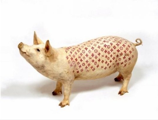LV Schwein