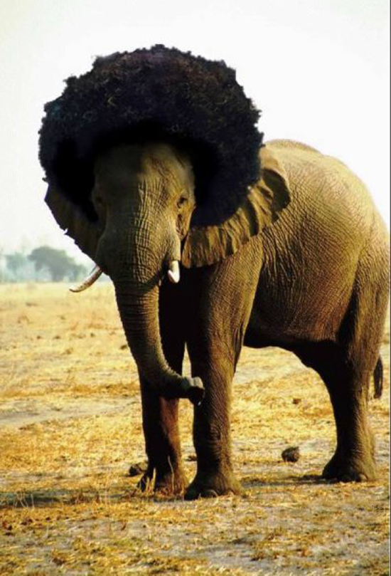 funny elephant