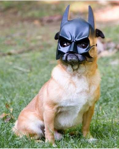 Batdog
