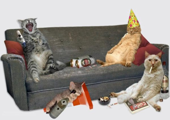 die katzenparty