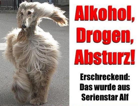 frisch