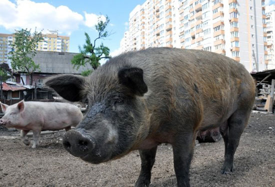 Stadt-Schweine