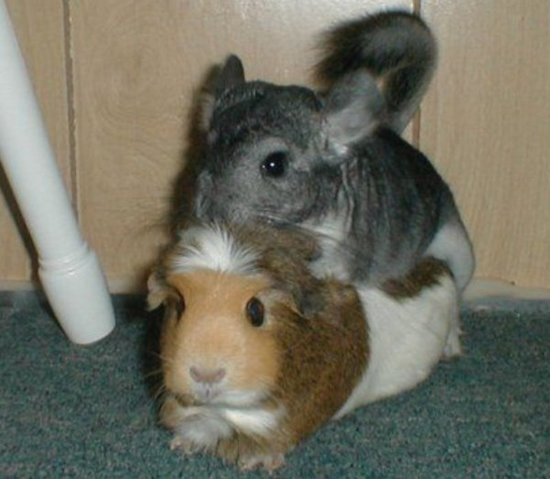knuddel hase