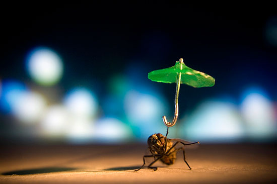 awesome fly singing in the rain