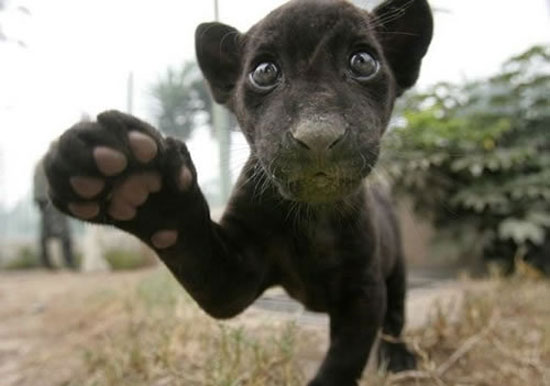 Schwarzer Baby Panther