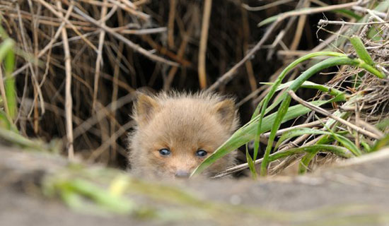 Ssser Fuchs (: