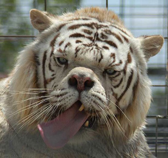 Bad Ass Tiger