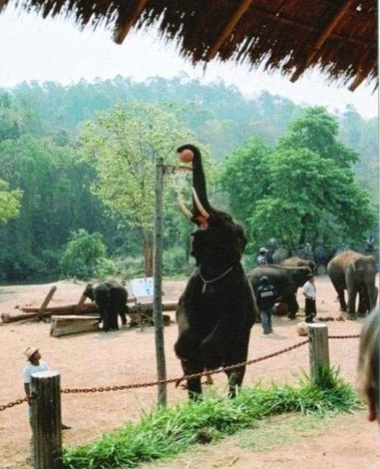 basketball-elefant