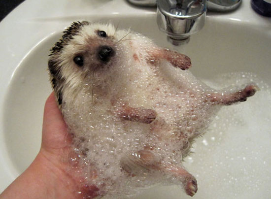 Igel Badezeit (: