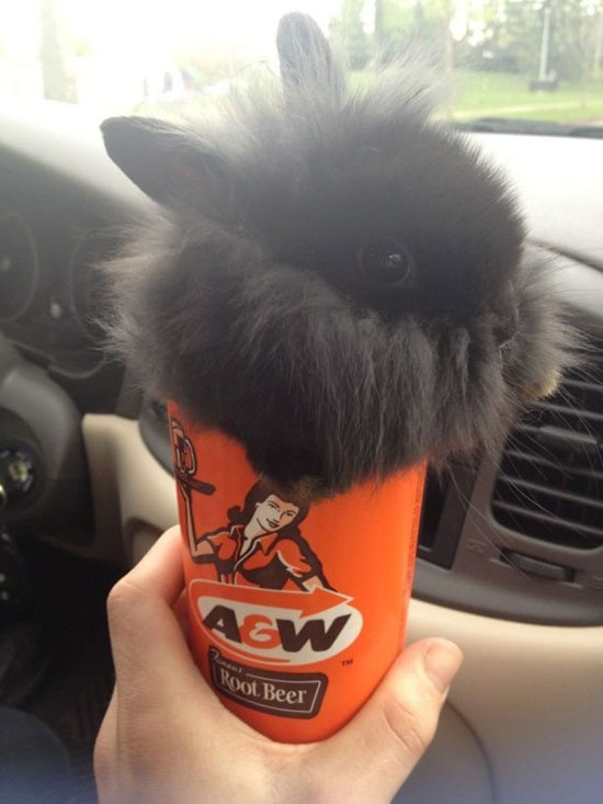 BeerBunny