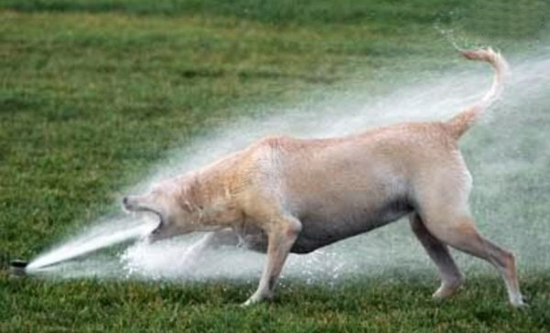 nimm nen schluck - hund win