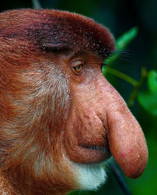 Penis-Nasen-Affe