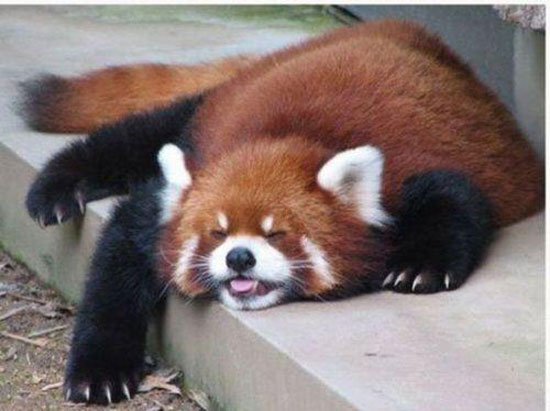 Bin ich Platt Schlabber