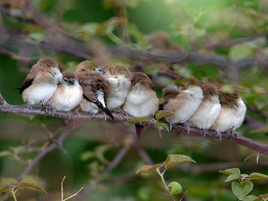Birdys