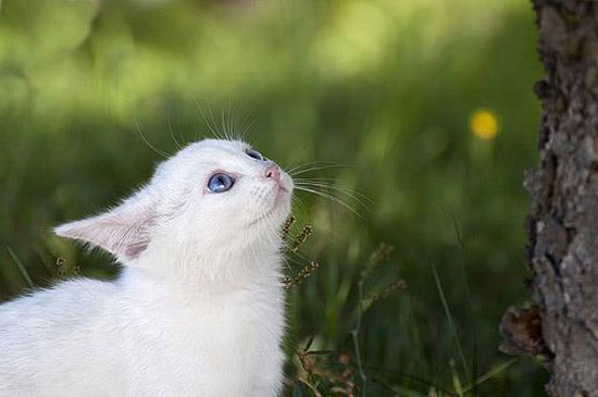 Blue Eyes