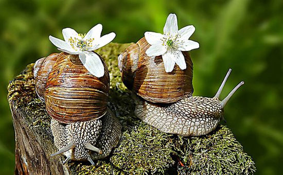 Blumen - Schnecken