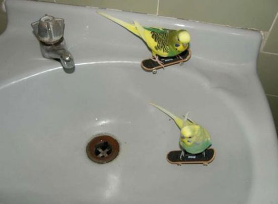 Vogel Skate-Park