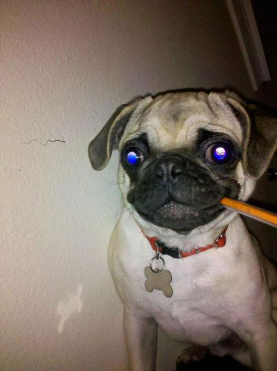 buerophund