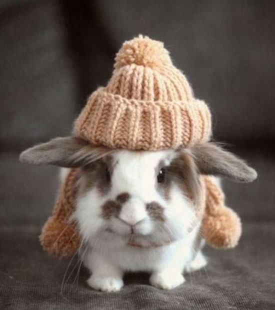 Der Hase ist bereit für die kalten Tage (: