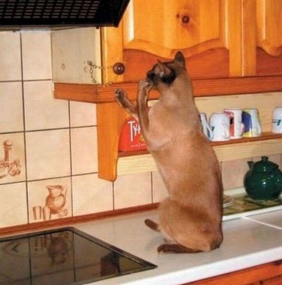 cat dilemma