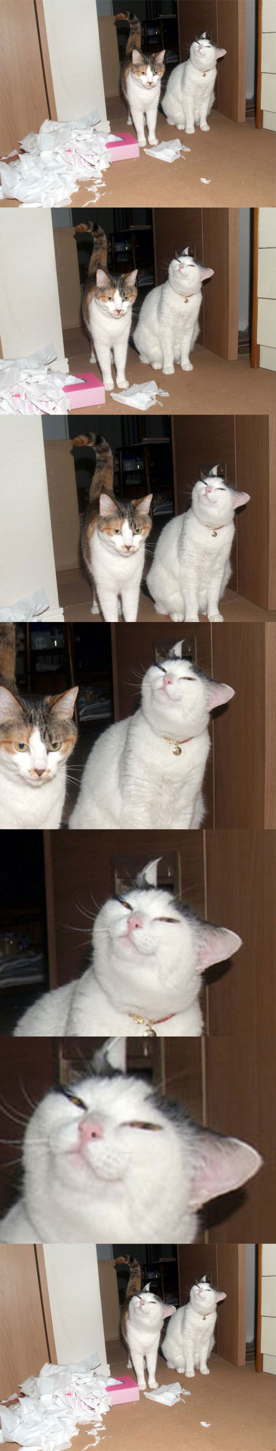 cat funny