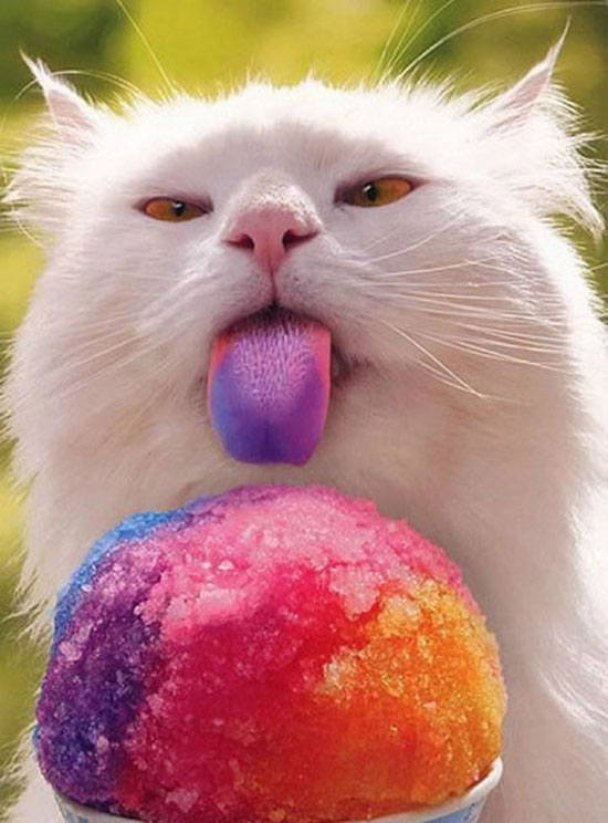 cat likes sno cones