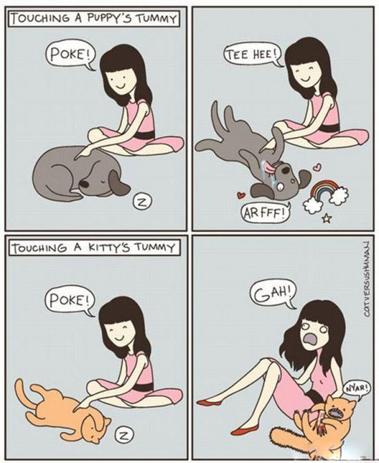 cat play dog true story