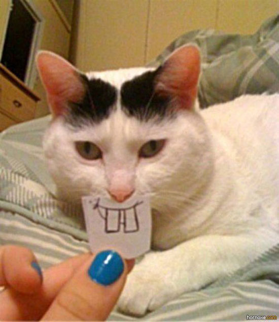 cat teeth