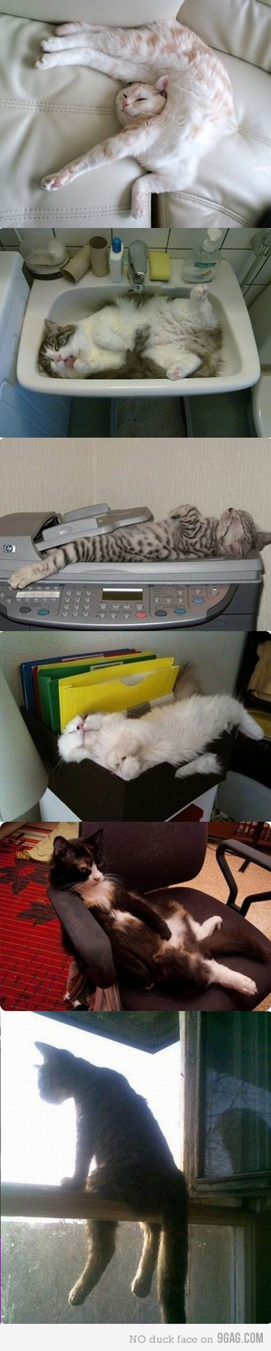 cats are crazy