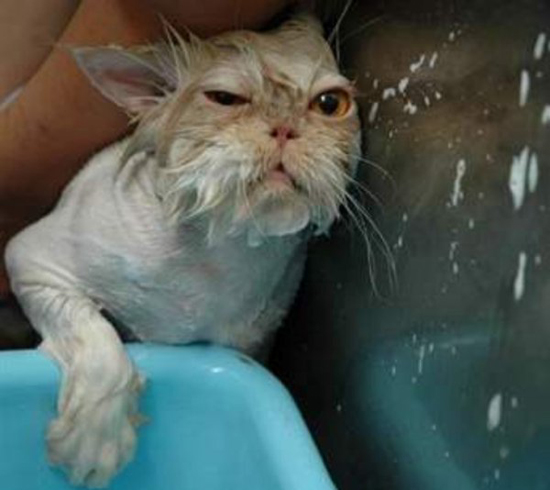 nasse katze