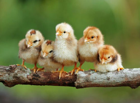 Chickenparty