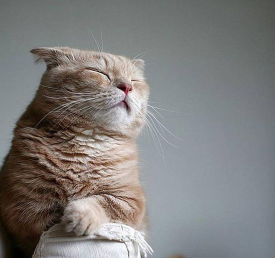 chill down cat