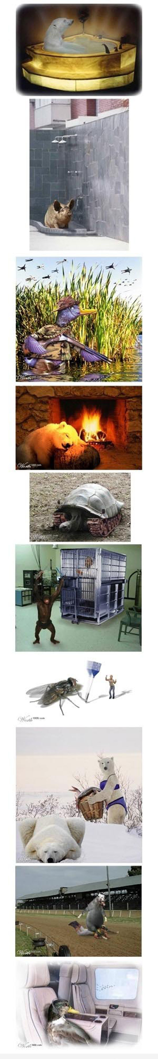 chill out zone 4 animals