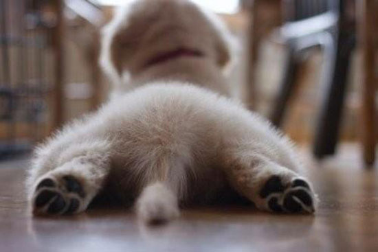 ChillDog