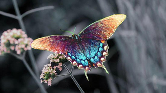ColorFull