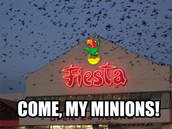 come my minions