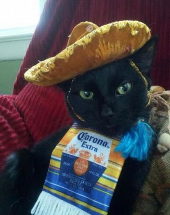 corona katze