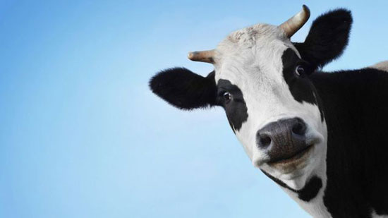 crazy cow looks up a party