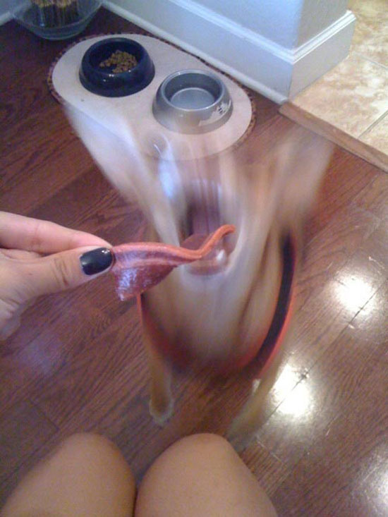 crazy dog pic