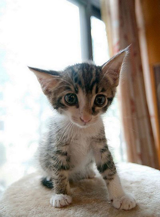 cute cat