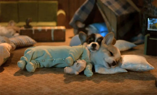 cute little puppies
