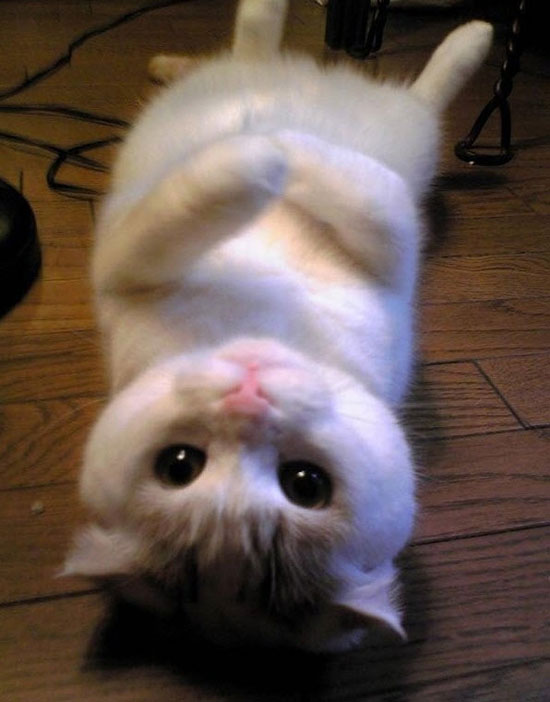 Cuteness Overload